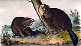 John James Audubon Canvas Paintings - North American Beaver